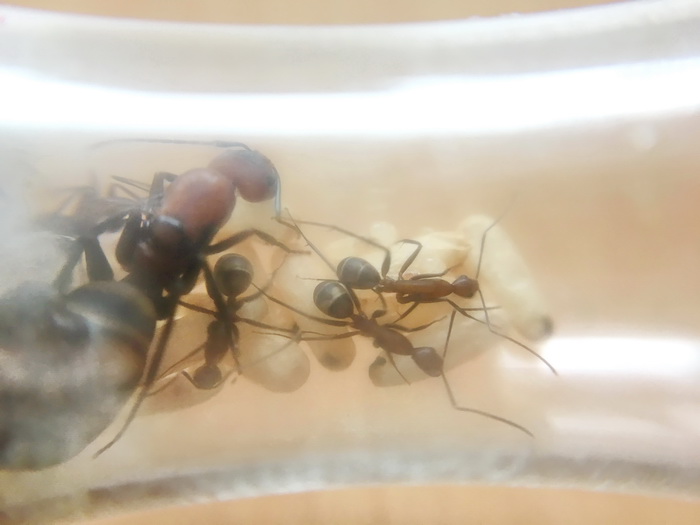 19.07.05 - Много коконов у хаберери