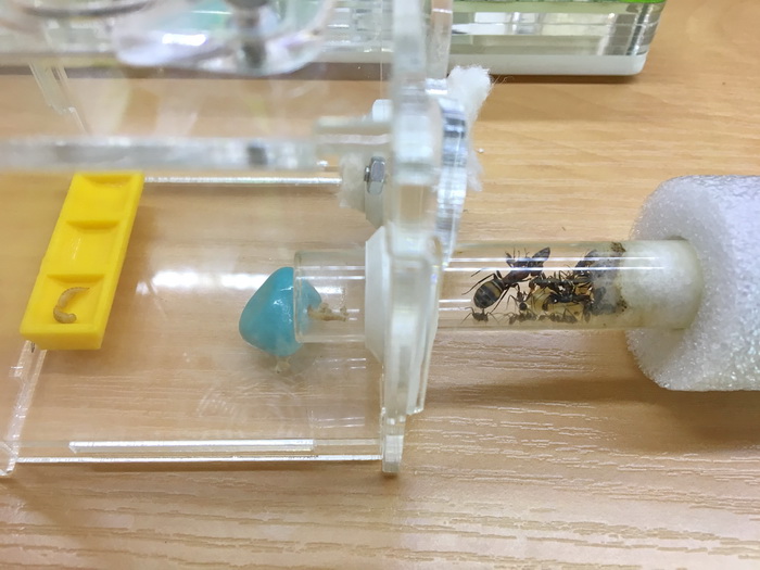 Подключила им опять кубик, дала знахаря