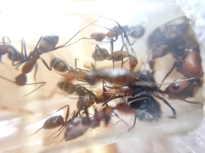 Кормлю хаберери мухой