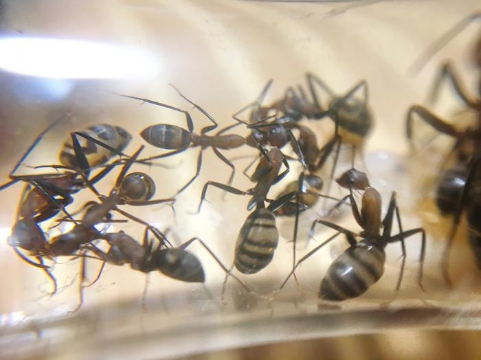 Трофаллаксис у хаберери