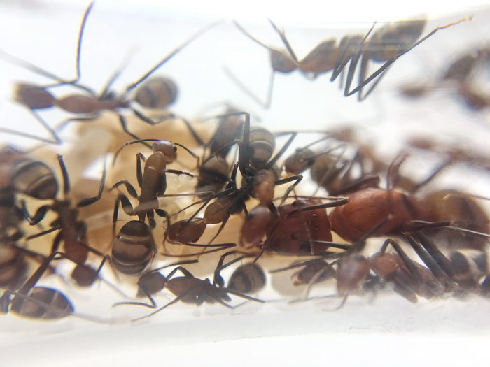 Camponotus habereri поближе