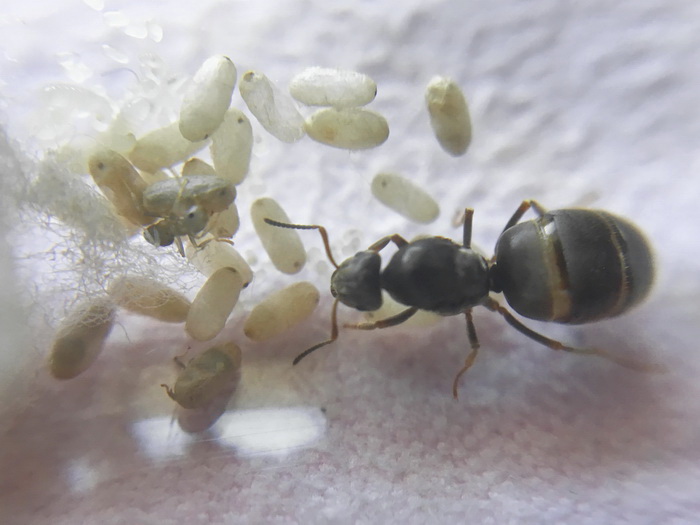 Первые рабочие у Lasius niger