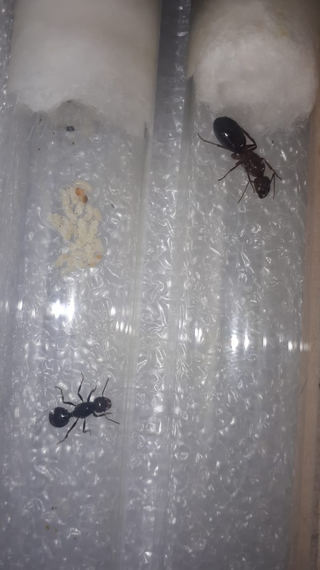 WhatsApp Image 2019-06-04 at 20.35.34.jpeg