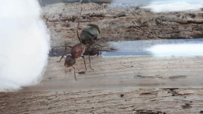 WhatsApp Image 2019-06-11 at 18.16.26.jpeg