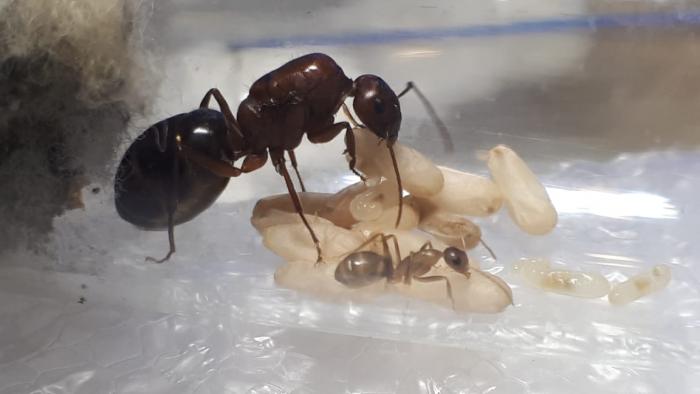 WhatsApp Image 2019-07-17 at 21.08.31.jpeg