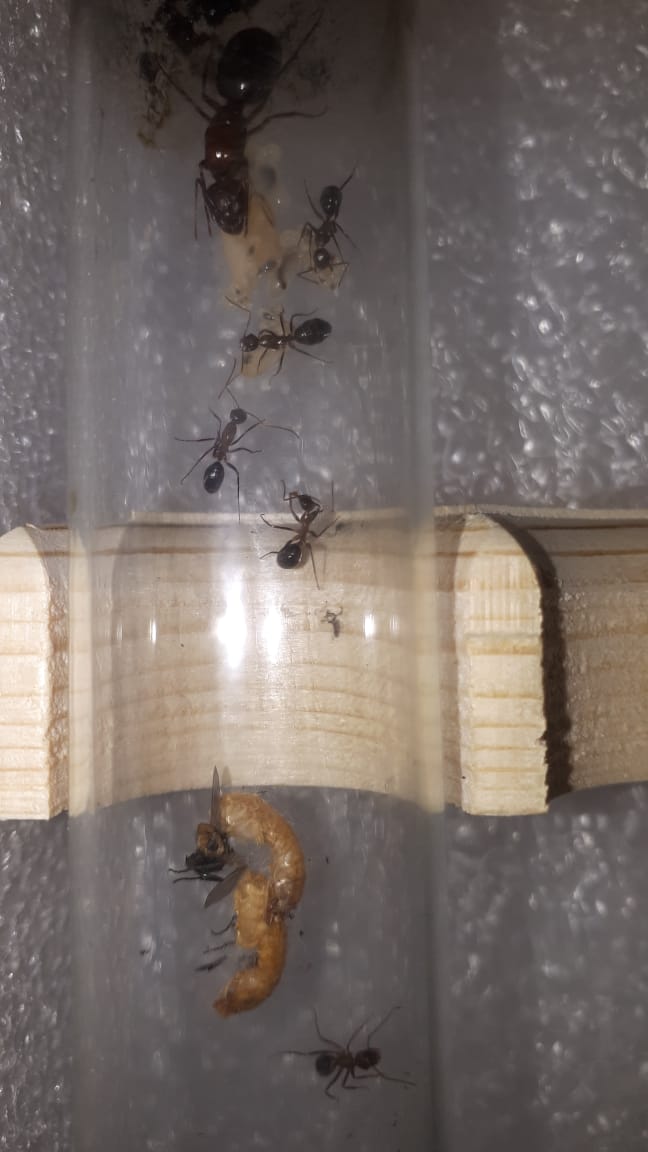 WhatsApp Image 2019-08-16 at 15.11.35.jpeg