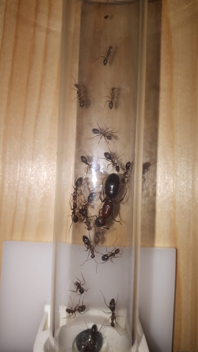 WhatsApp Image 2019-08-16 at 15.11.36 (1).jpeg