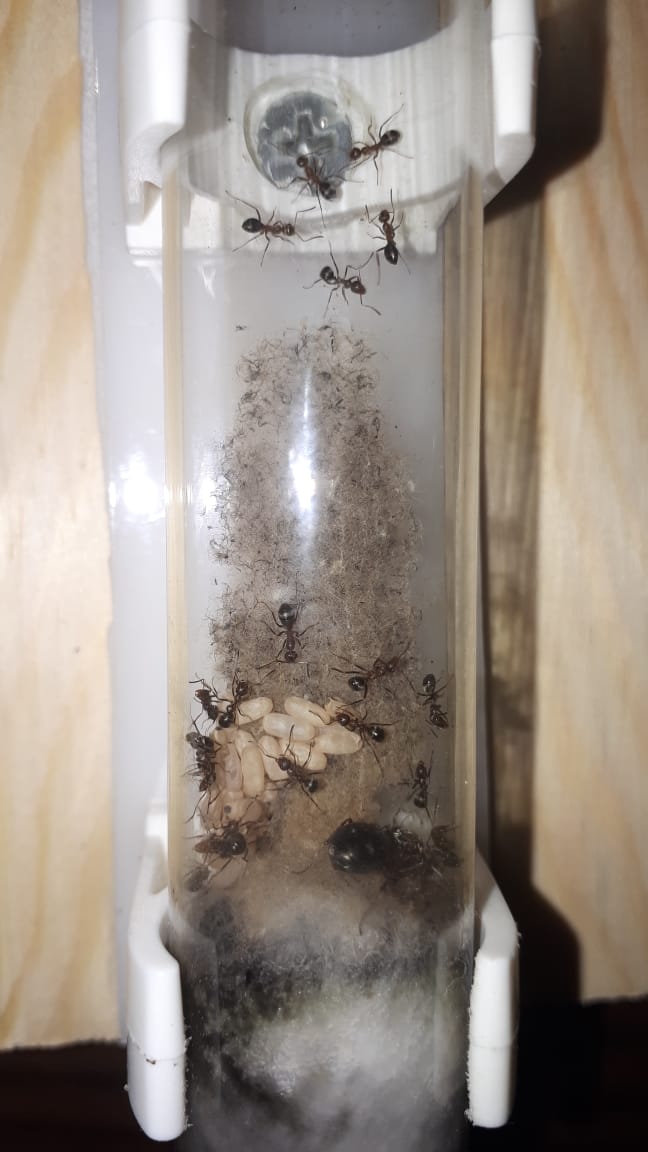 WhatsApp Image 2019-08-16 at 15.11.36 (3).jpeg