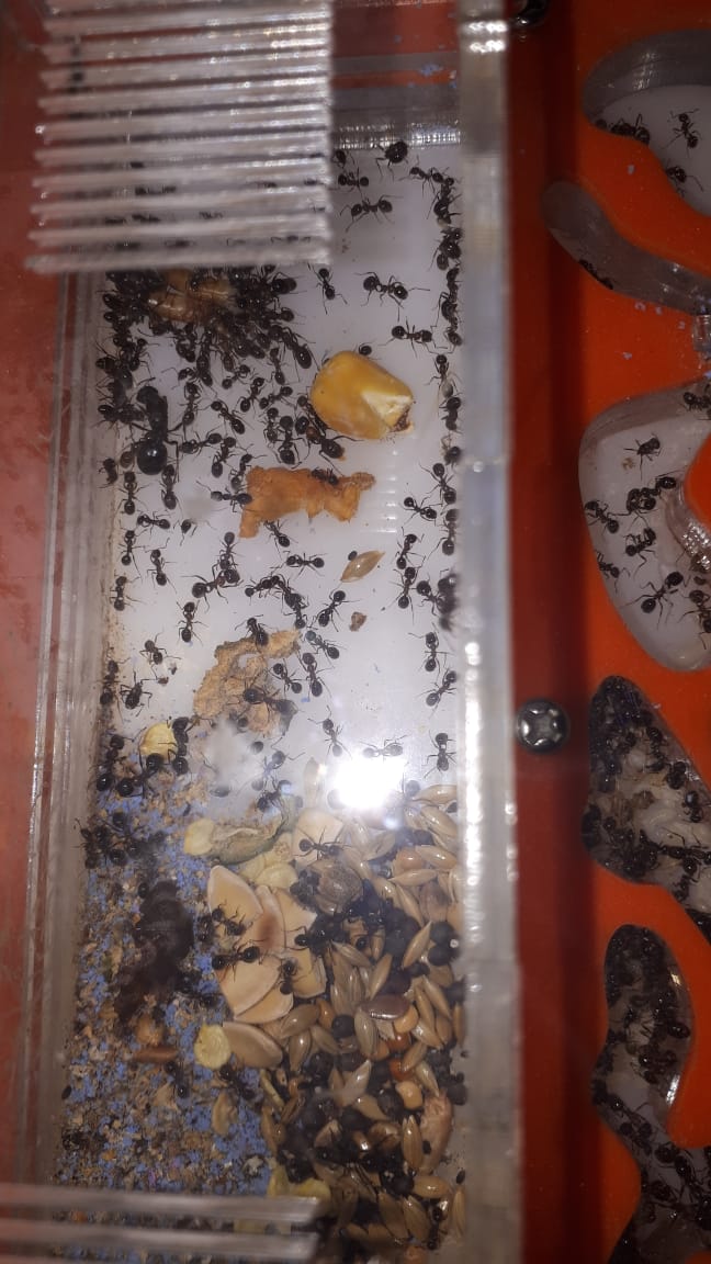 WhatsApp Image 2019-08-16 at 15.11.37 (1).jpeg