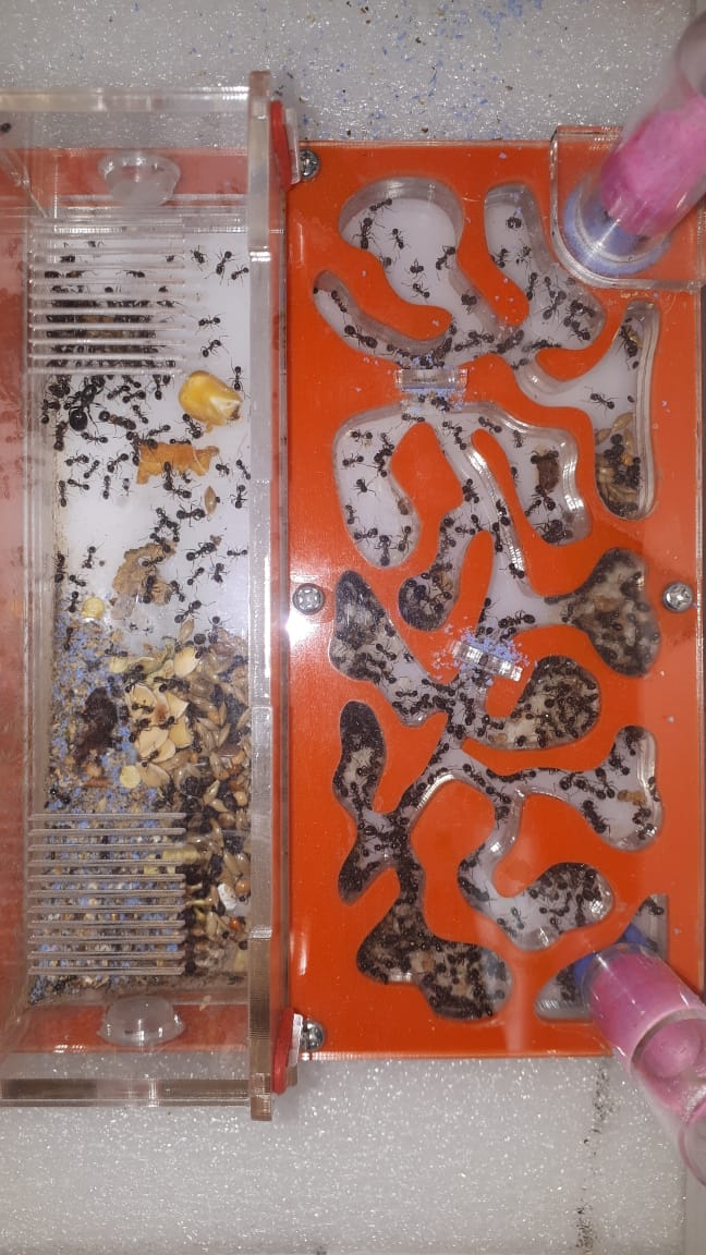 WhatsApp Image 2019-08-16 at 15.11.37.jpeg