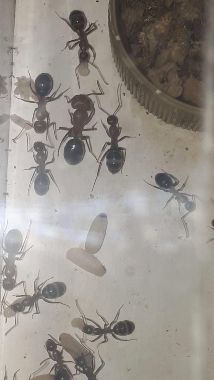 WhatsApp Image 2020-08-26 at 11.58.29.jpeg