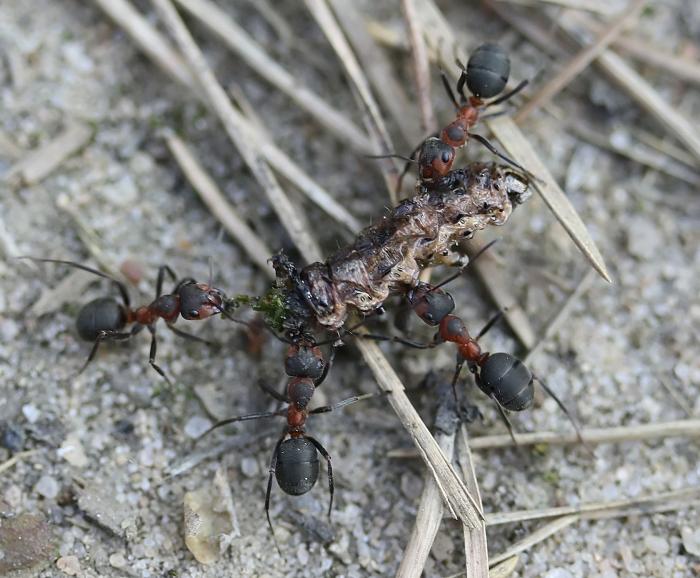 Fufa_ÑÑнÑÑ Ð³ÑÑениÑÑ.jpg