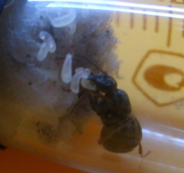 Formica fusca 0001_0.jpg