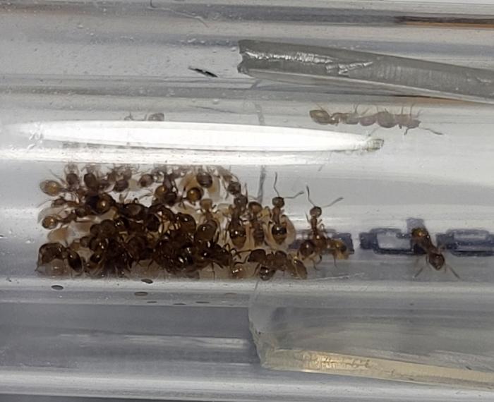 Temnothorax unifasciatus в пробирке