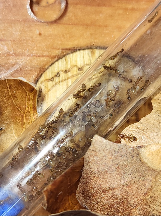 Temnothorax unifasciatus