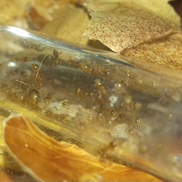 Temnothorax unifasciatus пакет яиц