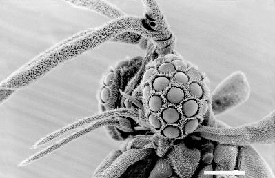 Caenocolax fenyesi Caenocolax fenyesi