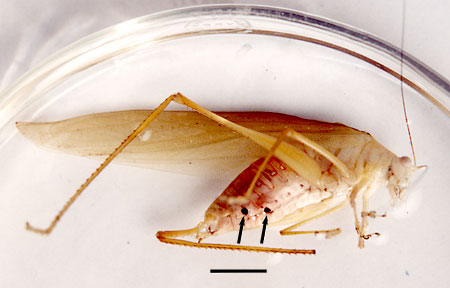 Caenocolax fenyesi Caenocolax fenyesi