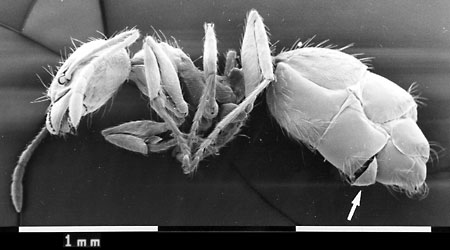 Caenocolax fenyesi Caenocolax fenyesi