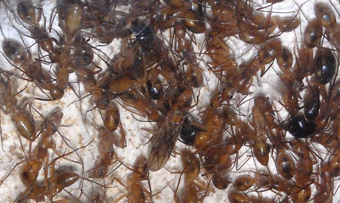 Camponotus maculatus