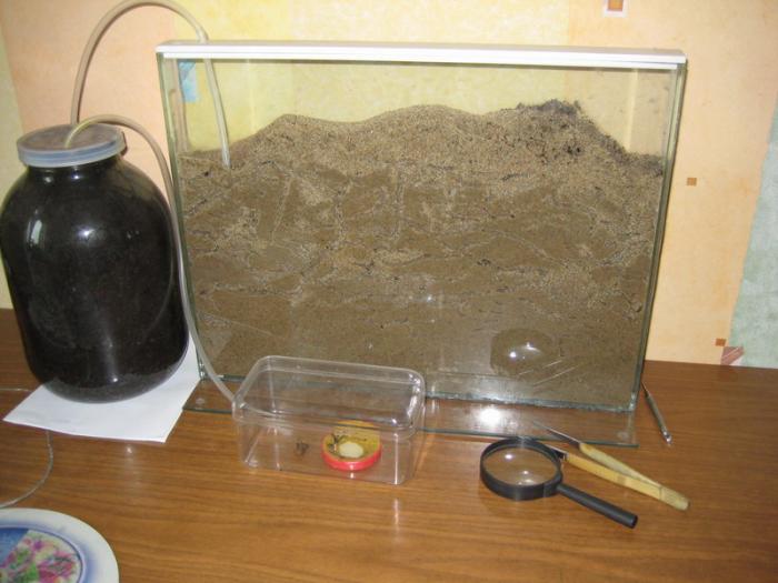 формикарий формикарий