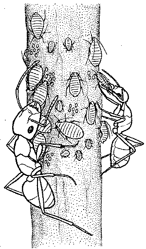 Рис.1. Муравьи-древоточцы на колонии тлей