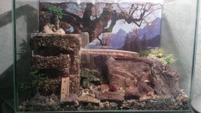 дизайн формикария, дизайн арены для мессоров