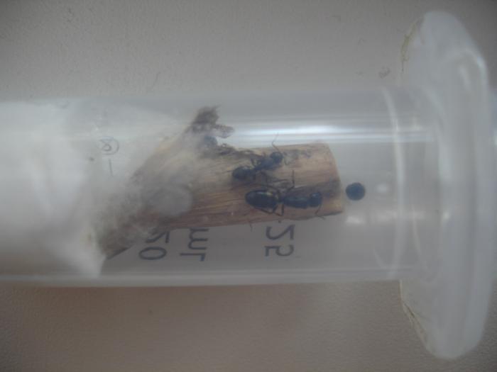 Матка и рабочий Dolichoderus Quadripunctatus