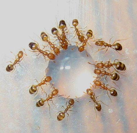 Капля  и рабочие вокруг