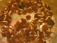 Личинки моли