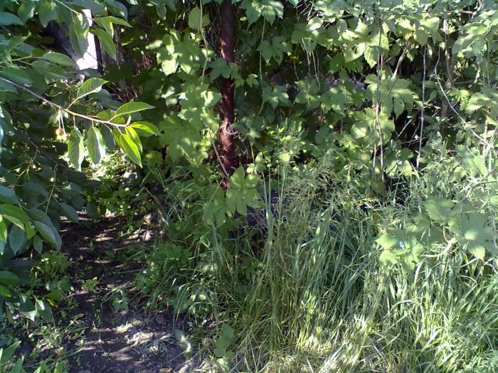 Гнездо в ценре за сеткой