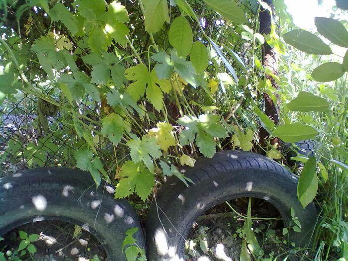 Гнездо в ценре за сеткой