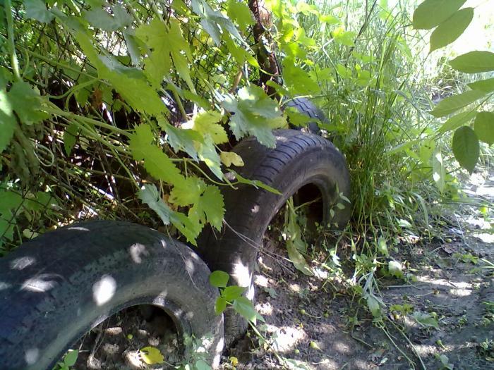 Гнездо в ценре за сеткой