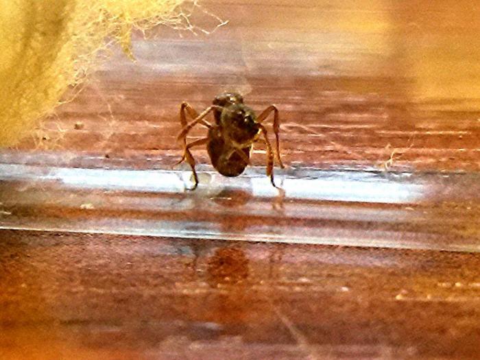 Первое яйцо 