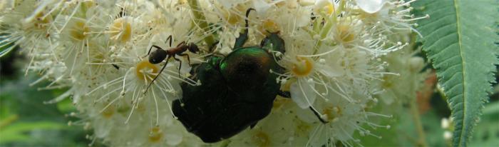 Муравей и жук бронзовка на соцветии рябинника рябинолистного