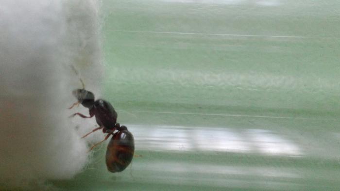 Здесь должно быть жёлтое пятнышко - яйца