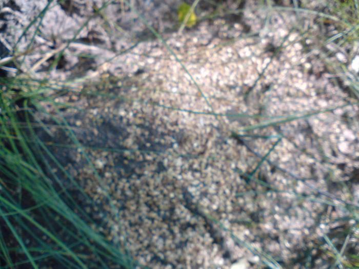 Непонимаю почему это купол, но это муравейник нигеров.