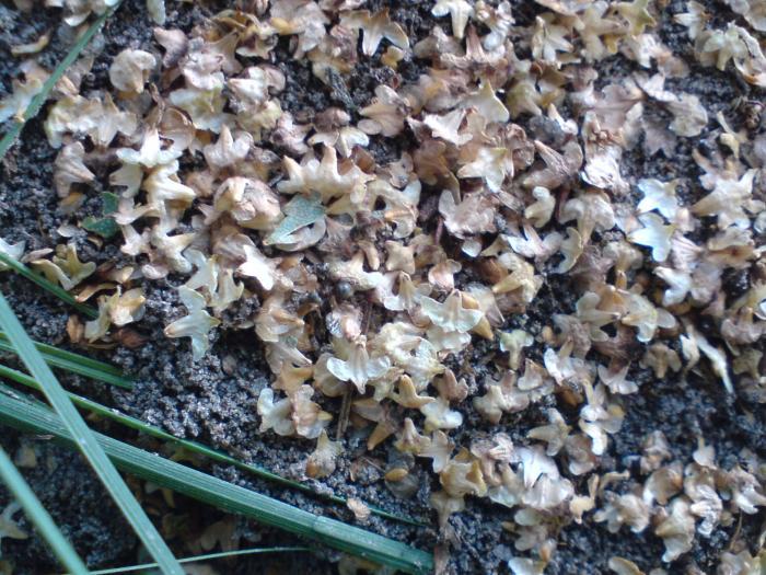 Часть этого нигерского муравейника.