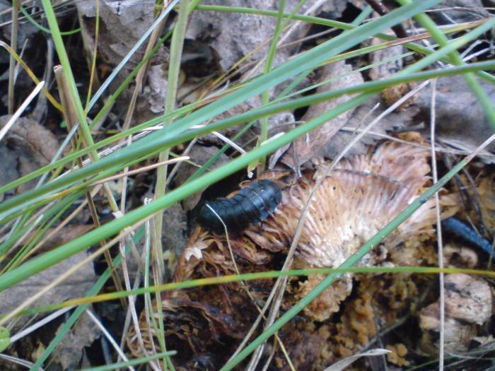 Две макрицы, встретил случайно.