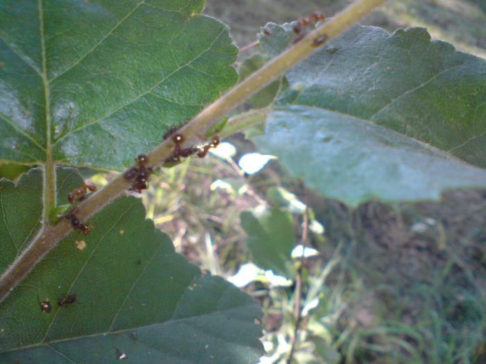 Мирмики доят тлю :)