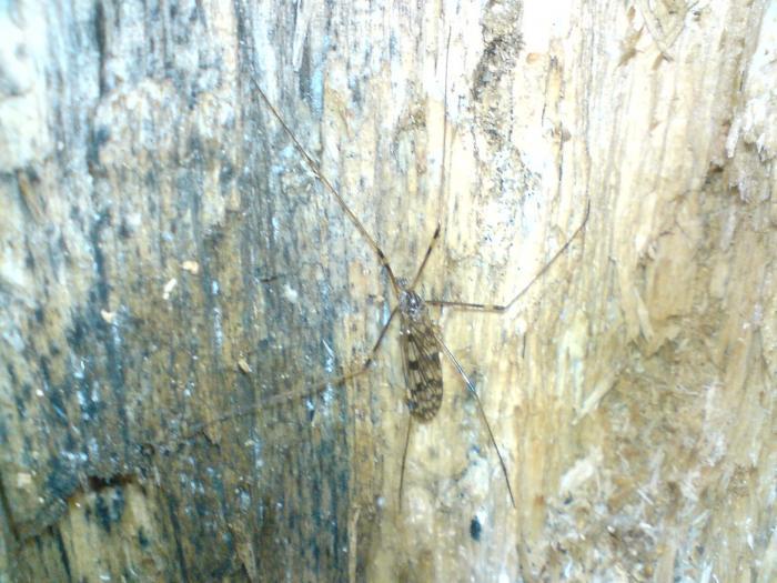 Помоему камар