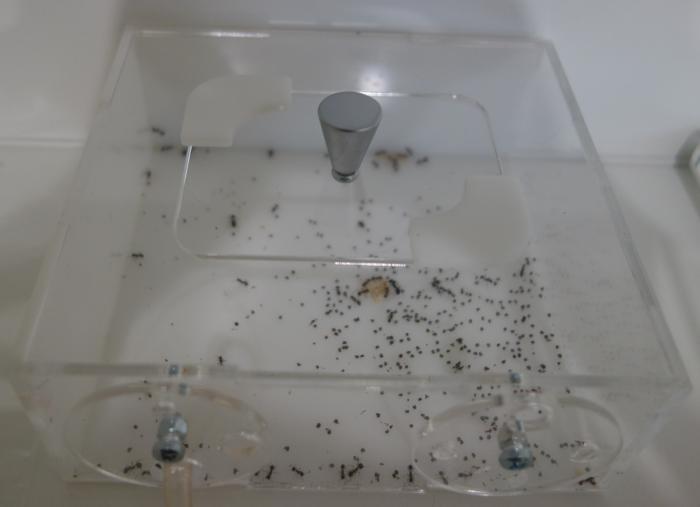 Формикарий МЖС с колонией Messor denticulatus. Арена.