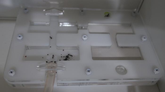 Формикарий МЖС с колонией Messor denticulatus. Жилая часть.