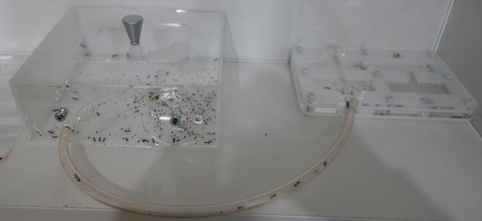 Формикарий МЖС с колонией Messor denticulatus.