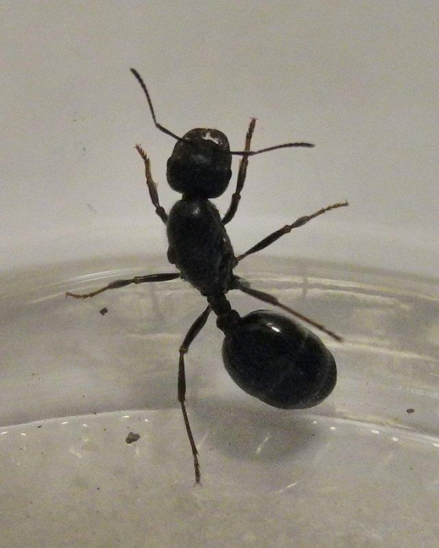 Первая матка 1