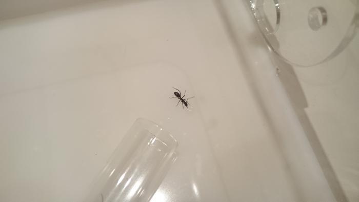 Любим сироп. 