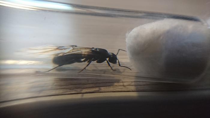 Camponotus vagus