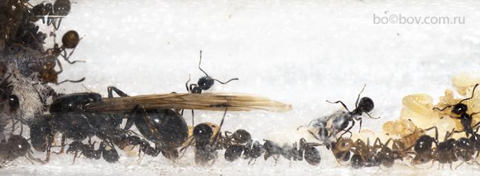 Уникальный феномен, семья Messor denticulatus с  крылатой маткой.