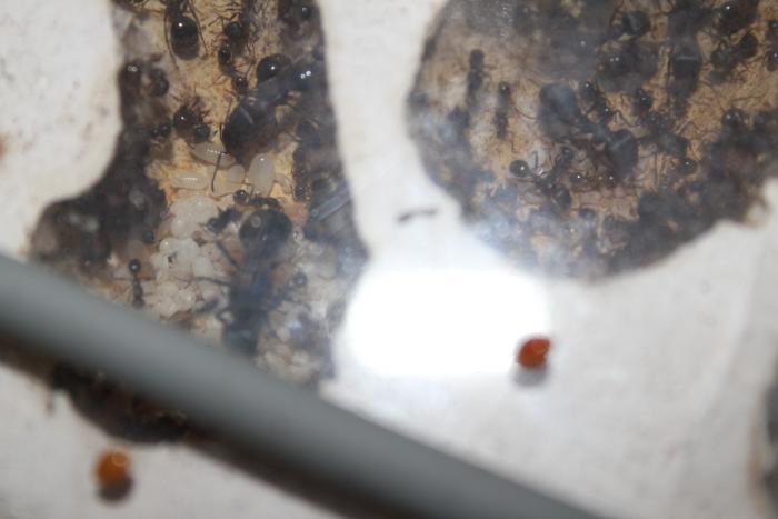 Фотография может и старая, но тут хорошо видна матка.