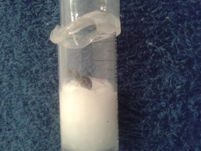 Однокрылая матка